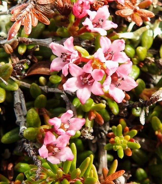 Kalmia procumbens (Loiseleuria procumbens) - sielikkö varmistaa siementuotantonsa. Jos hyönteinen ei tuo siitepölyä muualta kukkaan, heteet taipuvat kuvan tavoin kiinni luottiin ja tekevät kukalle itsepölytyksen. EnL, Enontekiö, Kilpisjärvi, Saana, luoteisrinne lähellä lounaista pahtaseinämää, 745 m mpy, 5.7.2018. Copyright Hannu Kämäräinen.