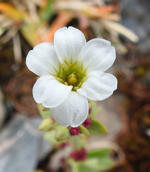 Saxifraga cernua - nuokkurikon terälehdet ovat yläviistot sekä pyöreä ja lovipäiset. Niiden tyviosa on vihreäsuoninen. Joskus kukkiin kasvaa kuvan tavoin kuudeskin terälehti. EnL, Enontekiö, Kilpisjärvi, Saanan jyrkkä, kivikkoinen koillisrinne pahtaseinämän alapuolella, Saanajärven luoteisosan kohdalla, 745 m mpy, 6.7.2018. Copyright Hannu Kämäräinen.