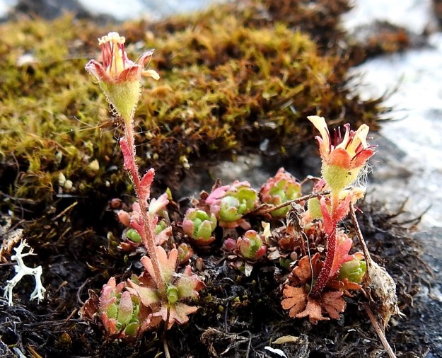 Saxifraga cespitosa - mätäsrikon kota on kaksiosainen ja tavallisesti noin 7-8 mm pitkä. Verhiönliuskat ja heteiden palhot jäävät ja kuivuvat kodan ympärille. KiL, Muonio, Olostunturi, lakialueen länsiosa, luonnonsuojelualue, 480 m mpy, 11.7.2018. Copyright Hannu Kämäräinen.