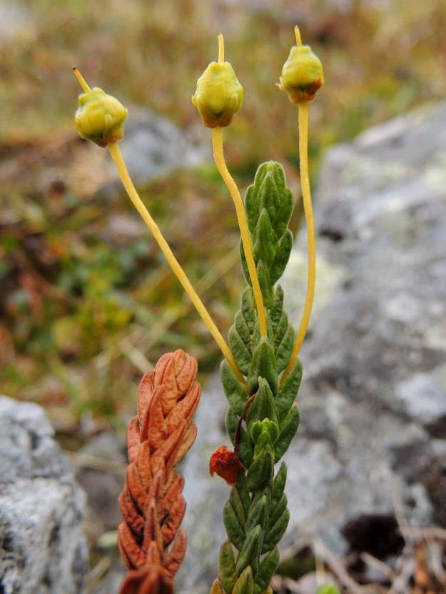 Cassiope tetragona - (tunturi)liekovarpion kukkaperä pitenee ja oikeaa pystysuoraksi hedelmävaiheessa. Kota on lähes pallomainen, kärjestään suippeneva ja harjuinen sekä pysty. Pituutta on noin 4 mm ja leveyttä lähes saman verran. Emin vartalo säilyy sen kärjessä pitkän aikaa. EnL, Enontekiö, Kilpisjärvi, Saana, luoteisrinteen lounaislaita lakialueen alapuolella, 915 m mpy, 17.7.2013. Copyright Hannu Kämäräinen.