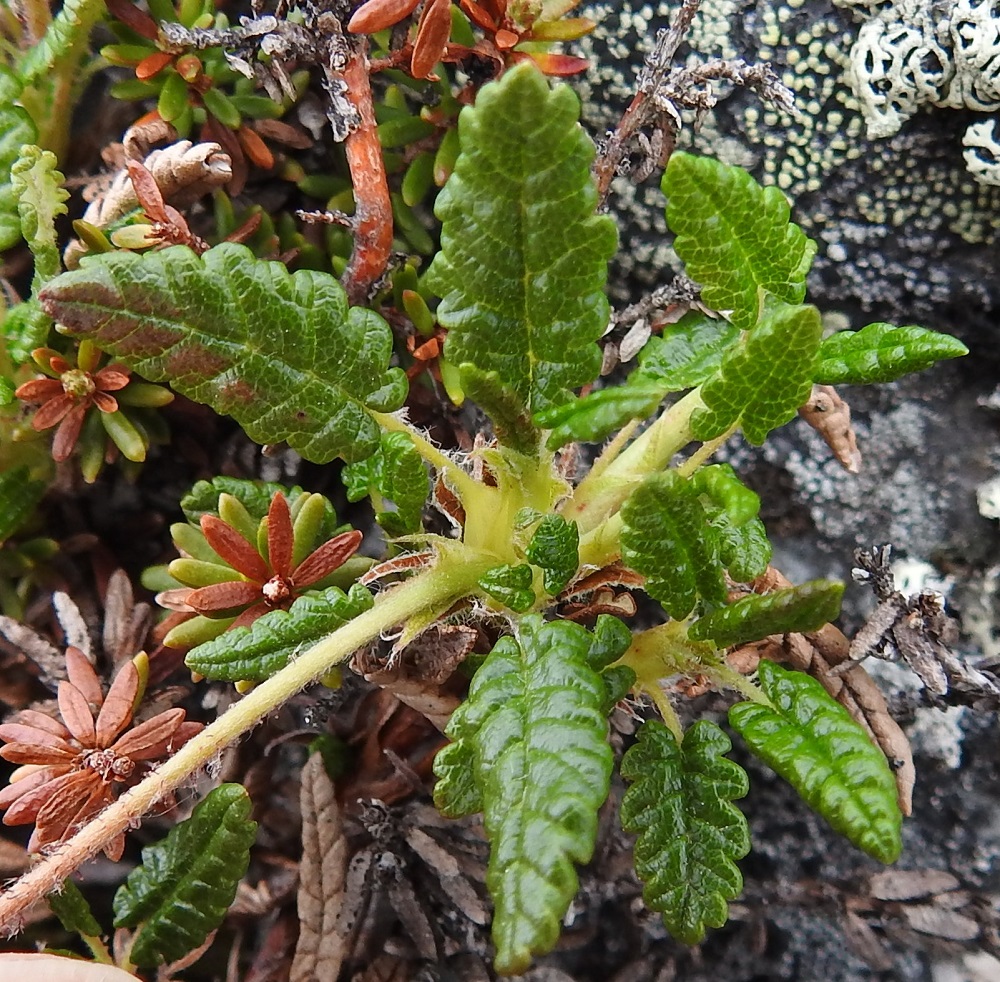 Dryas octopetala - tunturilapinvuokon lehdet ovat talvehtivat ja sijaitsevat ruusukkeisesti verson kärkiosassa. Lehtilapa on soikeahko ja yleensä poikkityvinen sekä tavallisesti noin 7-20 mm pitkä ja noin 3-8 mm leveä. Se on päältä tummahkonvihreä, kiiltävä ja kaljuhko tai vähäkarvainen. Lehden laita on yleensä pyöreähköhampainen tai nyhäinen. EnL, Enontekiö, Kilpisjärvi, Saana, luoteisrinne lähellä lounaista pahtaseinämää, 745 m mpy, 5.7.2018. Copyright Hannu Kämäräinen.