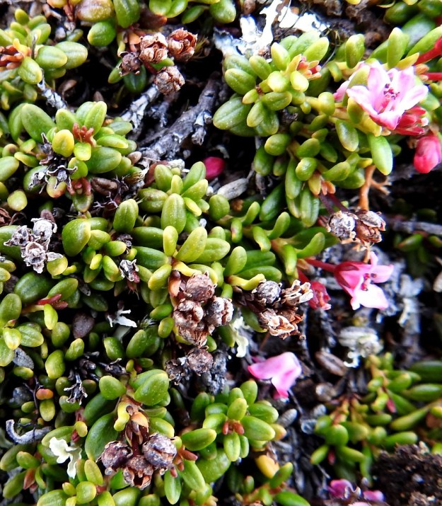 Kalmia procumbens (Loiseleuria procumbens) - sielikön kota on pallomainen ja halkaisijaltaan noin 2-3 mm. Se avautuu kärjestään neliliuskaisesti. Avautuneet hedelmykset pysyvät kuivuneina pitkään paikallaan, kuten kuvassa näkyvät edellisen kasvukauden kodat osoittavat. EnL, Enontekiö, Kilpisjärvi, Saana, luoteisrinne lähellä lounaista pahtaseinämää, 745 m mpy, 5.7.2018. Copyright Hannu Kämäräinen.