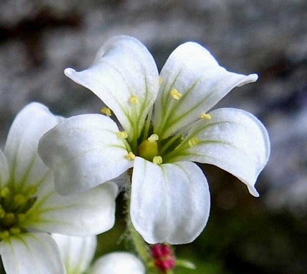 Saxifraga cernua - nuokkurikon kukan terälehdet ovat yleensä soikean vastapuikeat sekä useimmiten noin 7-10 mm pitkät ja leveimmältä kohtaa noin 3-4 mm leveät. Teriön ollessa avoimimmillaan terälehdet erkanevat toisistaan ja niiden kärki taipuu hieman alaspäin. Pienenä poikkeamana kukassa on vain yhdeksän hedettä. EnL, Enontekiö, Kilpisjärvi, Pikku-Mallan koillinen alarinne lähellä Siilasjärven eteläpäätä, tunturikoivikko Kalottireitin varressa, 500 m mpy, 9.7.2018. Copyright Hannu Kämäräinen.