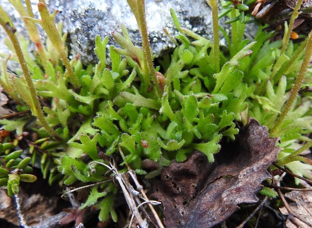 Saxifraga cespitosa - mätäsrikon ruusukelehdet ovat leveäruotiset ja ulkokehältään vastapuikeat. Ruoti muuttuu ilman rajaa lehtilavaksi, jonka kärki on yleensä 3-5-liuskainen tai toisinaan isohampainen. Pituutta ruusukelehdillä on ruotineen tavallisesti 5-20 mm. Lehdet ovat tiheään nystykarvaiset. EnL, Enontekiö, Kilpisjärvi, Saanan jyrkkä lounaisrinne, ensimmäisen, matalan pahtaseinämän yläpuolinen kalliojuotti retkeilykeskuksen kohdalla, luonnonsuojelualue, 630 m mpy, 5.7.2018. Copyright Hannu Kämäräinen.