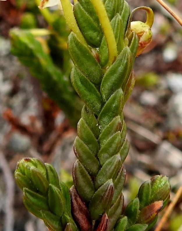 Cassiope tetragona - (tunturi)liekovarpion lehdet ovat ruodittomat, paksut ja kynsimäiset sekä keskeltä pitkittäisharjuiset ja siten kolmikulmaiset. Ne ovat myös hienokarvaiset ja tuoksuvat. Pituutta niillä on tavallisesti noin 3-5 mm ja leveyttä leveimmältä kohtaa noin 1,5-2 mm.  EnL, Enontekiö, Kilpisjärvi, Saana, luoteisrinne lähellä lounaista pahtaseinämää, 745 m mpy, 5.7.2018. Copyright Hannu Kämäräinen.