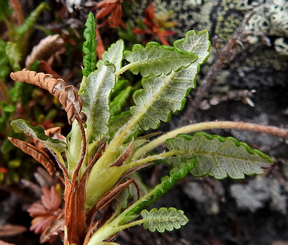Dryas octopetala - tunturilapinvuokon lehtilavan alapinta on valkohuopainen ja laita kapeasti alaskiertyvä. Karvainen lehtiruoti on noin 10-15 mm pitkä, tyveltään leveä ja korvakkeinen. Korvakkeet ovat kapean kolmiomaiset, teräväkärkiset ja karvaiset sekä noin 5 mm pitkät. EnL, Enontekiö, Kilpisjärvi, Saana, luoteisrinne lähellä lounaista pahtaseinämää, 745 m mpy, 5.7.2018. Copyright Hannu Kämäräinen.