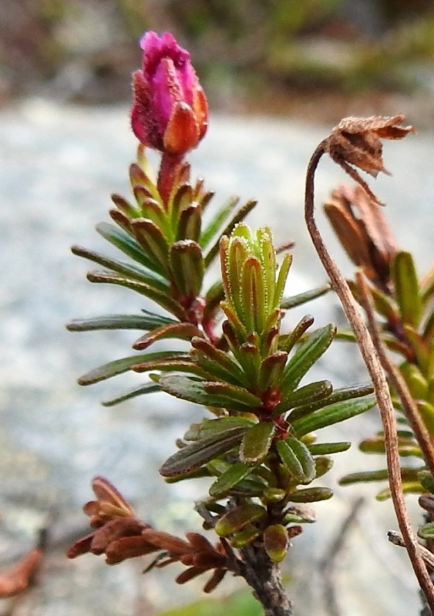 Phyllodoce caerulea - tunturikurjenkanervan lehtien reunat ovat nuorena nystykarvaiset ja myöhemmin hienonystermäiset tai -hampaiset. EnL, Enontekiö, Kilpisjärvi, Saana, luoteisrinne lähellä lounaista pahtaseinämää, 720 m mpy, 5.7.2018. Copyright Hannu Kämäräinen.