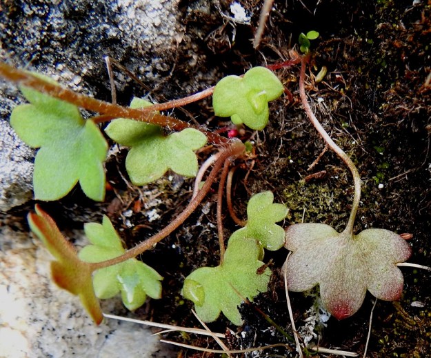 Saxifraga cernua - nuokkurikon tyvilehtien lapa on munuaismainen tai pyöreähkö, herttatyvinen ja kärjestään sormiliuskainen tai hampainen. Liuskoja tai hampaita on tavallisesti viidestä kahdeksaan ja ne ovat leveän tai pyöreän kolmiomaisia. Lehtilapa on noin 10-25 mm leveä ja noin 5-15 mm pitkä ja kalju sekä päältä vihreä ja alta usein jossain määrin punertava tai ruskehtava. Tyvilehtien ruoti on yleensä 3-7 cm pitkä ja hapsi- sekä nystykarvainen. Myös varren tyvellä on itusilmuja. EnL, Enontekiö, Kilpisjärvi, Saana, Saanan luoteisrinne lähellä lounaisen pahtaseinämän reunaa, paljakkarinteen kivikko, 745 m mpy, 5.7.2018. Copyright Hannu Kämäräinen.