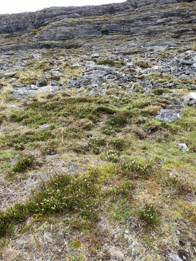 Cassiope tetragona - liekovarpio kasvaa Suomessa harvinaisena vain Käsivarren Lapin kärkiosassa, vähän yli kymmenellä tunturilla. Niillä se tosin voi olla paikallisesti runsaskin. EnL, Enontekiö, Kilpisjärvi, Saanan jyrkkä, kivikkoinen koillisrinne lähellä pahtaseinämän tyveä, Saanajärven luoteispään kohdalla, 800 m mpy, 6.7.2018. Copyright Hannu Kämäräinen.