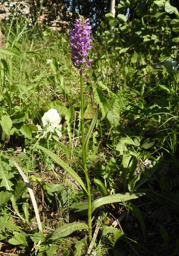 Dactylorhiza baltica - baltiankämmekkä on nykyisillä Suomen kasvupaikoillaan kaikin puolin hennompi ja lyhyttähkäisempi kuin ydinalueillaan. Tämä voi johtua kasvupohjan vähäisestä kalkkimäärästä. Kotkan kasvupaikkana on kuivahko tieuran laitaniitty. Kuvassa on niityn kolmesta kämmekästä kookkain, noin 40 cm korkea yksilö. EK, Kotka, 27.6.2020. Koko kuvasarja on samalta kasvupaikalta. Copyright Hannu Kämäräinen.