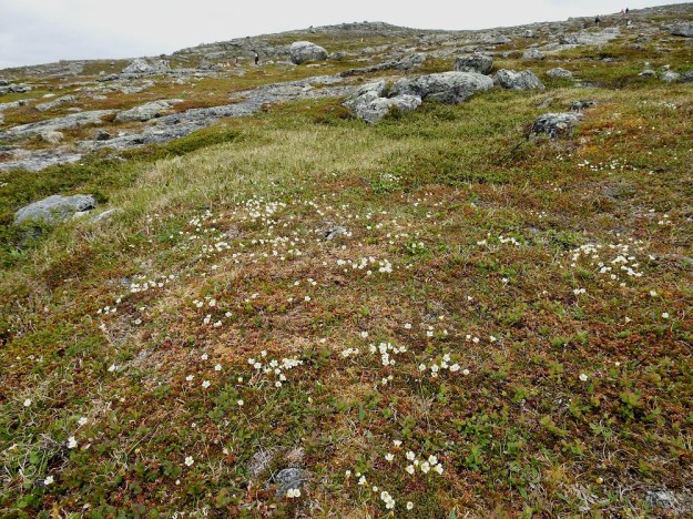 Diapensia lapponica - lapinuuvana on avoimien ja tuulisten tunturikankaiden kasvi. EnL, Enontekiö, Kilpisjärvi, Saana, luoteisrinne lähellä lounaista pahtaseinämää, 745 m mpy, 5.7.2018. Copyright Hannu Kämäräinen.