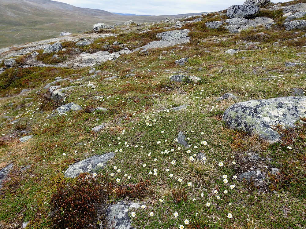 Dryas octopetala - tunturilapinvuokko on kalkinsuosija ja kasvaa Kilpisjärven seudun tuntureilla ravinteisilla tunturikankailla usein valtalajinakin. EnL, Enontekiö, Kilpisjärvi, Saana, luoteisrinne lähellä lounaista pahtaseinämää, 745 m mpy, 5.7.2018. Copyright Hannu Kämäräinen.