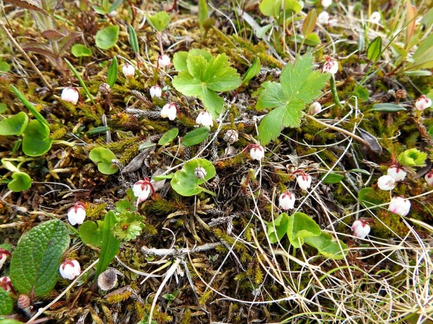 Harrimanella hypnoides (Cassiope hypnoides) - tunturisammalvarpio on ilman kukkiaan varsin huomaamaton muun kasvillisuuden seassa. Sen voi helposti sekoittaa sammaliin. Kuvassa myös mm. niittykulleron, Trollius europaeus, lapinorvokin, Viola biflora ja vasemmassa alakulmassa verkkolehtipajun, Salix reticulata lehtiä. EnL, Enontekiö, Kilpisjärvi, Saana, luoteisrinne lähellä lounaista pahtaseinämää, 745 m mpy, 5.7.2018. Copyright Hannu Kämäräinen.