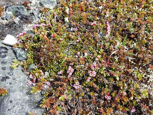 Kalmia procumbens (Loiseleuria procumbens) - sielikkö on hyvin sopeutunut kuiville ja karuille tunturikankaille ja tuntureiden kallioalueille muodostaen tiiviitä, patjamaisia kasvustoja. EnL, Enontekiö, Kilpisjärvi, Saana, luoteisrinne lähellä lounaista pahtaseinämää, 745 m mpy, 5.7.2018. Copyright Hannu Kämäräinen.