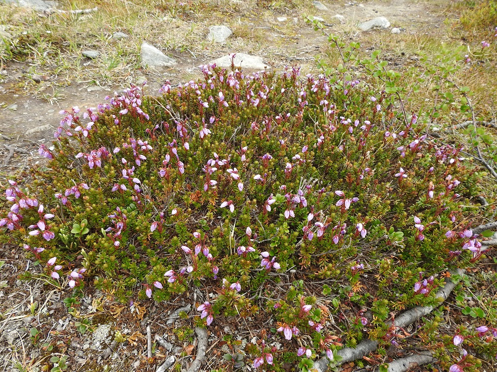 Phyllodoce caerulea - (tunturi)kurjenkanerva muodostaa usein tiiviitä kasvustolaikkuja tunturipaljakkakankaille. EnL, Enontekiö, Kilpisjärvi, Saanan luoteisen alarinteen poikki kohti Saanajärveä vievän polun varsi, paljakkarinteen tunturikangas, 620 m mpy, 6.7.2018. Copyright Hannu Kämäräinen.