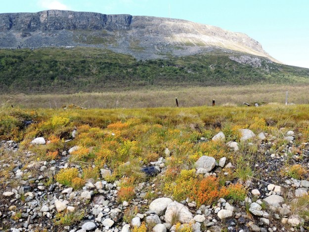 Saxifraga aizoides - kultarikko viihtyy tunturimailla vesivaikutteisilla paikoilla, kuten kuvassa lettosuon laitaniityllä ja sen alapuolisella, vuotovetisellä sorarinteellä. EnL, Enontekiö, Kilpisjärvi, Saanan lounainen alarinne Käsivarrentien laidassa, 485 m mpy, 16.7.2013. Copyright Hannu Kämäräinen.