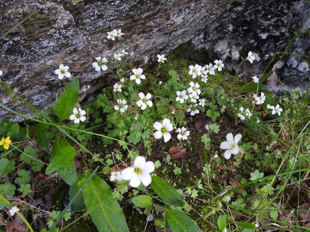 Saxifraga cernua - nuokkurikko kasvaa useimmiten paljakan kivipinnoilla muutaman varren ryhminä, mutta sen voi toisinaan löytää myös tunturikoivikoista, missä sen kasvustot saattavat olla laajoja, rehevän kookkaita ja joskus myös varsiltaan monikukkaisia. Kuvan kasvusto löytyi erillisen kivipaaden ulkonevan kyljen varjosta. EnL, Enontekiö, Kilpisjärvi, Pikku-Mallan koillinen alarinne lähellä Siilasjärven eteläpäätä, tunturikoivikko Kalottireitin varressa, 500 m mpy, 9.7.2018. Copyright Hannu Kämäräinen.