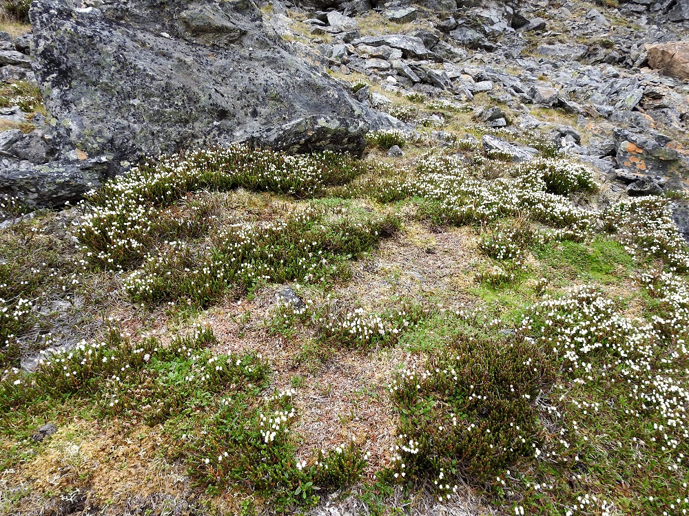 Cassiope tetragona - liekovarpio viihtyy kuivahkolla tunturipaljakalla kangasmaastossa ja kivikoissa. Kasvustot voivat laajeta suuriksikin. Laji on kalkinsuosija, mutta selviää ilman sitäkin erityisesti korkeammilla kasvupaikoilla. EnL, Enontekiö, Kilpisjärvi, Saanan jyrkkä, kivikkoinen koillisrinne lähellä pahtaseinämän tyveä, Saanajärven luoteispään kohdalla, 800 m mpy, 6.7.2018. Copyright Hannu Kämäräinen.