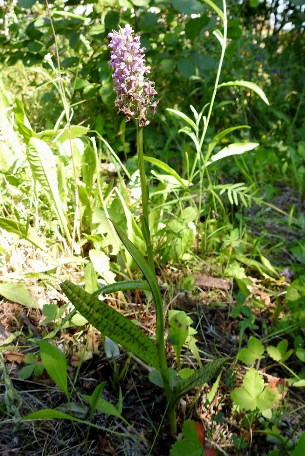 Dactylorhiza baltica - baltiankämmekkä on saapunut Kotkan kasvupaikalleen baltialaisen koivun mukana, kuten monet muutkin alueella tavatut erikoisuudet. Kuvassa on niityn kolmesta kämmekästä keskimmäinen, noin 35 cm korkea yksilö. 27.6.2020. Copyright Hannu Kämäräinen.