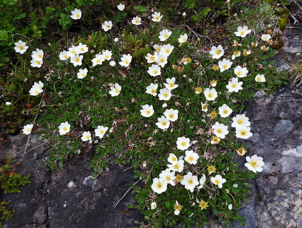 Dryas octopetala - tunturilapinvuokko muodostaa mattomaisia kasvustoja. Se on puolivarpu, jonka varret puutuvat ikääntyessään ja suikertavat haaroen eri suuntiin jopa 50 cm:n mittaisina. Näin yksilöt voivat vuosien kuluessa kasvaa laajoiksikin. EnL, Enontekiö, Kilpisjärvi, Saana, lounaisrinne, ensimmäisen, matalan pahtaseinämän yläpuolinen, jyrkkä avokallioalue tunturikoivikkorinteessä, retkeilykeskuksen kohdalla, 630 m mpy, 5.7.2018. Copyright Hannu Kämäräinen.