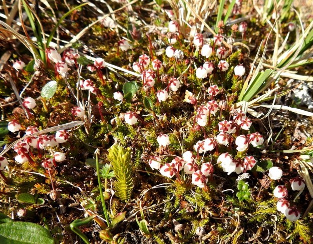 Harrimanella hypnoides (Cassiope hypnoides) - tunturisammalvarpio kasvaa tiheinäkin kasvustolaikkuina tunturipaljakalla kangasmaastossa, kalliolaiteilla ja kivenkoloissa, tihkupinnoilla, lumenviipymillä sekä puronvarsilla. EnL, Enontekiö, Kilpisjärvi, Saana, luoteisrinne lähellä lounaista pahtaseinämää, 720 m mpy, 5.7.2018. Copyright Hannu Kämäräinen.