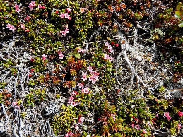 Kalmia procumbens (Loiseleuria procumbens) - sielikön varret ovat tavallisesti noin 10-20 cm pitkät ja varsinkin vanhoissa yksilöissä usein suhteettoman rotevat ja paksun puiset vuosiversojen kokoon nähden. EnL, Enontekiö, Kilpisjärvi, Saana, luoteisrinne lähellä lounaista pahtaseinämää, 745 m mpy, 5.7.2018. Copyright Hannu Kämäräinen.