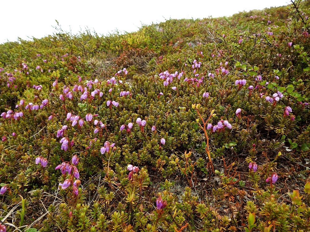 Phyllodoce caerulea - (tunturi)kurjenkanervan kasvupaikka on useimmiten puuton ja isommat pensaatkin yleensä puuttuvat. Niinpä se kukkiessaan erottuu hyvin kulkijan silmään eikä tunnistaminen ole vaikeaa. Kukkimattomana sen voi kuitenkin nopeammalla silmäyksellä sekoittaa variksenmarjaan, Empetrum nigrum. EnL, Enontekiö, Kilpisjärvi, Saana, luoteisrinne lähellä lounaista pahtaseinämää, 720 m mpy, 5.7.2018. Copyright Hannu Kämäräinen.