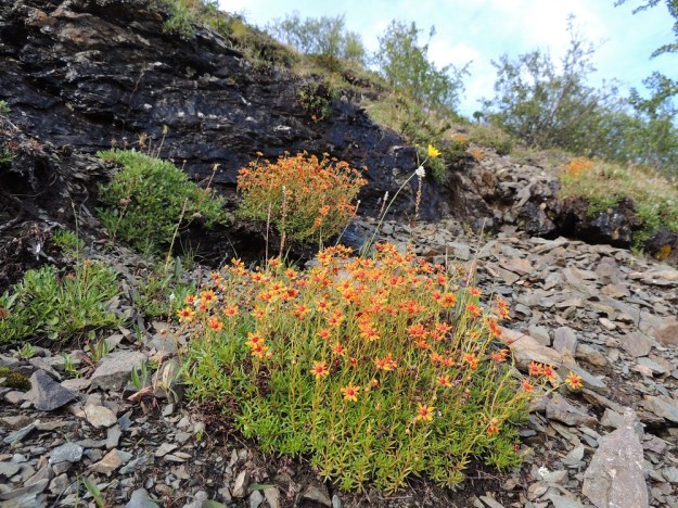 Saxifraga aizoides - kultarikko kasvaa myös valumavesien kastelemilla ja pinnaltaan rikkonaisilla kalliorinteillä, joihin se onnistuu kiinnittämään vahvan, puutuvan juurakkonsa. Kuvassa seuralaisina mm. tunturilapinvuokko, Dryas octopetala ja nurmikonnantatar, Bistorta vivipara. 16.7.2013 EnL, Enontekiö, Kilpisjärvi, Saanan jyrkkä lounaisrinne retkeilykeskuksen kohdalla, luonnonsuojelualue, 595 m mpy, 16.7.2013. Kuva Hannu Kämäräinen.