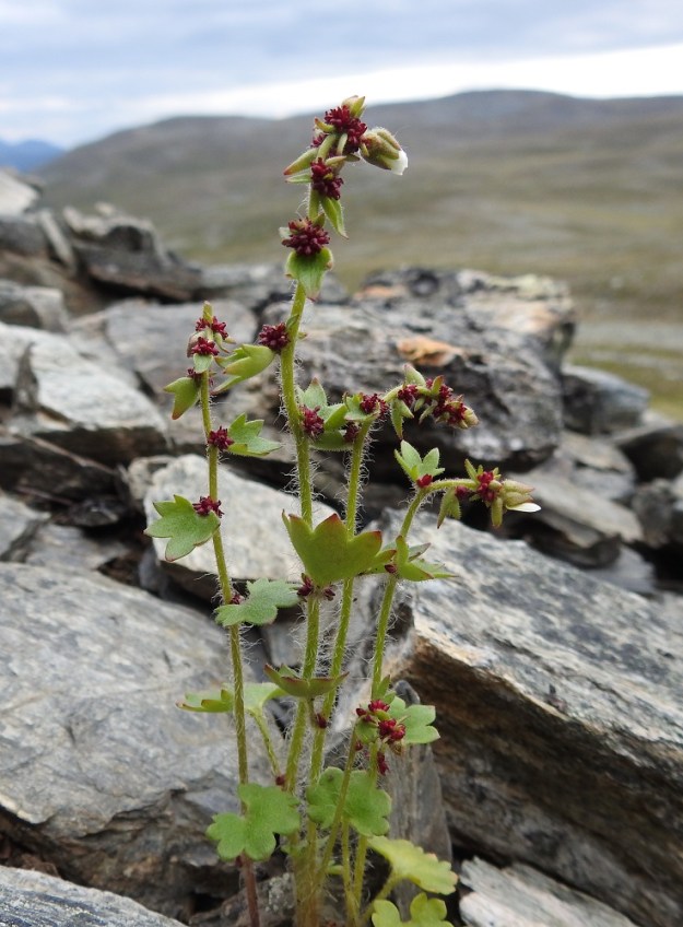 Saxifraga cernua - nuokkurikon kasvupaikka louhikkoisella paljakkarinteellä poikkeaa paljon edellisen kuvan kasvupaikasta. Se on kuitenkin lajille tyypillisempi samoin kuin muutaman varren pysty olomuotokin. Varret ovat monilehtiset ja karvoitukseltaan kiharahkon pitkähapsiset. Huomio kiinnittyy myös varsilehtien tyvellä oleviin, punaisiin itusilmuryhmiin. EnL, Enontekiö, Kilpisjärvi, Saanan jyrkkä, kivikkoinen koillisrinne pahtaseinämän alapuolella, Saanajärven luoteispään kohdalla, 800 m mpy, 6.7.2018. Copyright Hannu Kämäräinen.