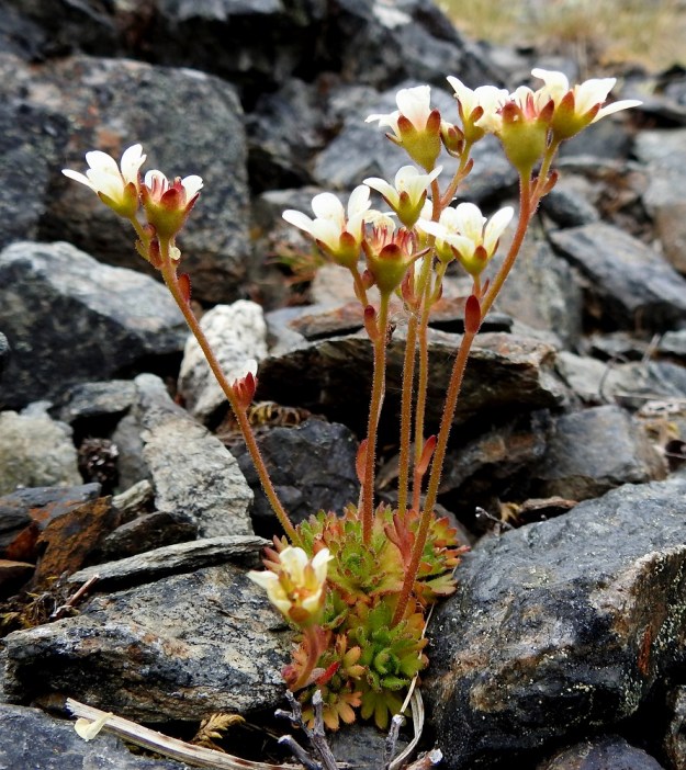 Saxifraga cespitosa - mätäsrikko muodostaa nimensä mukaisesti tiheitä, runsaslehtisiä pikku mättäitä. Kukintovarret ovat yleensä pystyt ja haarattomat sekä yleensä punaruskeat. Korkeutta niillä on tavallisesti noin 5-15 cm. EnL, Enontekiö, Kilpisjärvi, Saanan jyrkkä, kivikkoinen koillisrinne pahtaseinämän alapuolella, Saanajärven luoteispään kohdalla, 745 m mpy, 6.7.2018. Copyright Hannu Kämäräinen.