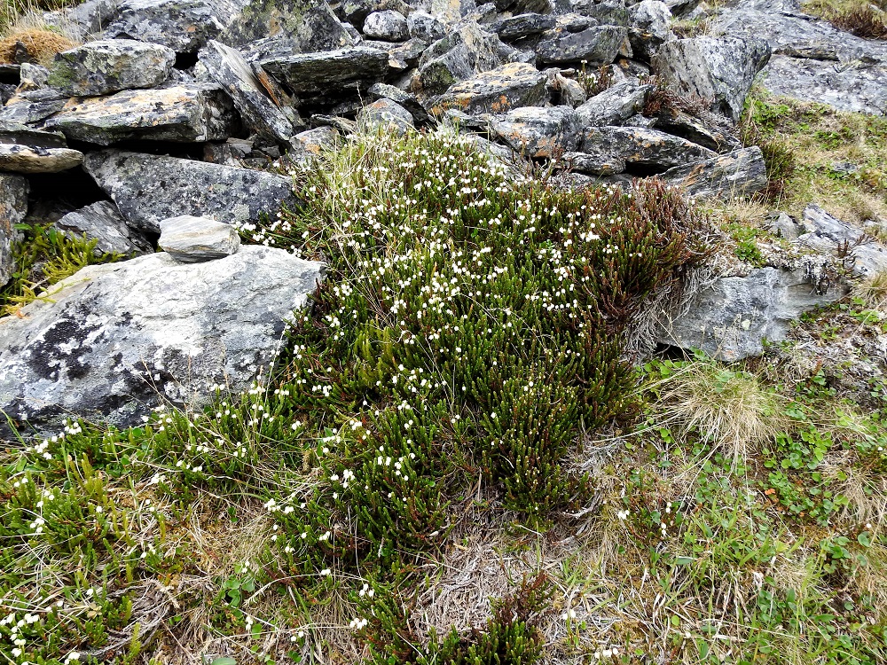 Cassiope tetragona - liekovarpio on monivuotinen, ns. ikivihreä varpu, jonka hyvinvoivat kasvustot ovat usein hyvin tiheitä ja kasvualansa peittäviä. Kuvan varsikkoon on kuitenkin sekaan mahtunut myös pohjanriidenlieko, Spinulum annotinum subsp. alpestre.. EnL, Enontekiö, Kilpisjärvi, Saanan jyrkkä, kivikkoinen koillisrinne lähellä pahtaseinämän tyveä, Saanajärven luoteispään kohdalla, 800 m mpy, 6.7.2018. Copyright Hannu Kämäräinen.