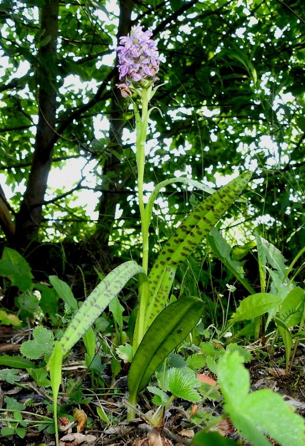 Dactylorhiza baltica - baltiankämmekällä on 4-8 varsilehteä. Kotkan kasvupaikalla kaikilla kolmella kämmekkäyksilöllä oli 6 varsilehteä. Kuvassa pensaiden ja nuorten puiden varjoon jäävä pienin, noin 19 cm korkea yksilö. 27.6.2020. Copyright Hannu Kämäräinen.