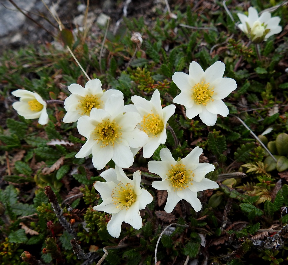 Dryas octopetala - tunturilapinvuokon kukat ovat yksittäin versohaarojen kärjessä. Ne muistuttavat ulkonäöltään aika paljon valkovuokon, Anemone nemorosa, kukkia. EnL, Enontekiö, Kilpisjärvi, Saana, luoteisrinne lähellä lounaista pahtaseinämää, 745 m mpy, 5.7.2018. Copyright Hannu Kämäräinen.