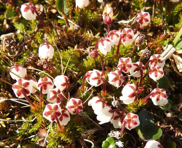 Harrimanella hypnoides (Cassiope hypnoides) - tunturisammalvarpion nuokkuvien kukkien viisi verholehteä ovat teriön valkoista väriä vasten huomiota herättävän punasävyiset. Ne ovat soikeat, teräväkärkiset ja noin 2 mm pitkät. EnL, Enontekiö, Kilpisjärvi, Saana, luoteisrinne lähellä lounaista pahtaseinämää, 720 m mpy, 5.7.2018. Copyright Hannu Kämäräinen.