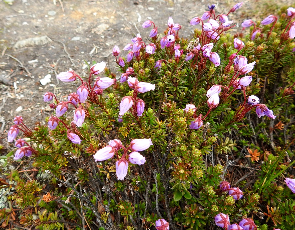 Phyllodoce caerulea - tunturikurjenkanervan kukat ovat yleensä pareittain tai pienenä ryhmänä haarojen kärjessä. Ne ovat puhkeamisensa jälkeen nuokkuvia tai sivulle siirottavia. Puutuneet varret ovat harmahtavat tai ruskehtavat ja pinnaltaan hilseilevät. Ylemmissä osissa lehtiarvet ovat näkyvästi koholla. EnL, Enontekiö, Kilpisjärvi, Saanan luoteisen alarinteen poikki kohti Saanajärveä vievän polun varsi, paljakkarinteen tunturikangas, 620 m mpy, 6.7.2018. Copyright Hannu Kämäräinen.