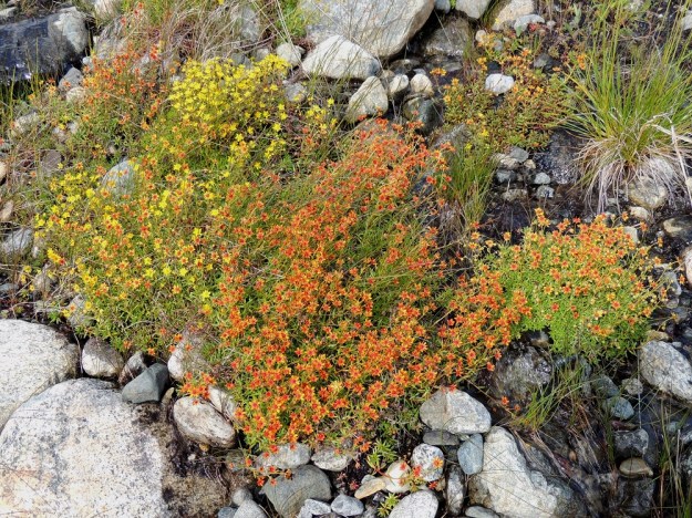 Saxifraga aizoides - kultarikon samoissakin kasvustoissa kukkien väri vaihtelee luoden monenlaisia vivahteita ja kukkien eri osien värikombinaatioita. EnL, Enontekiö, Kilpisjärvi, Saanan lounainen alarinne Käsivarrentien laidassa, lettosuon reunan valuvetinen kivikkorinne, 485 m mpy, 16.7.2013. Copyright Hannu Kämäräinen.