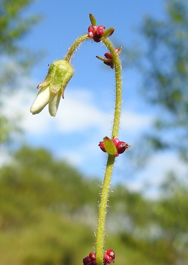 Saxifraga cernua - nuokkurikon nuput ja avautuvat kukat kaartuvat alaspäin. Laji on saanut tästä ominaisuudesta tieteellisen ja suomalaisen nimensä. EnL, Enontekiö, Kilpisjärvi, Saanan lounaisrinne, ensimmäisen, matalan pahtaseinämän yläpuolinen, osin valuvetinen avokalliojuotti retkeilykeskuksen kohdalla, luonnonsuojelualue, 620 m mpy, 5.7.2018. Copyright Hannu Kämäräinen.