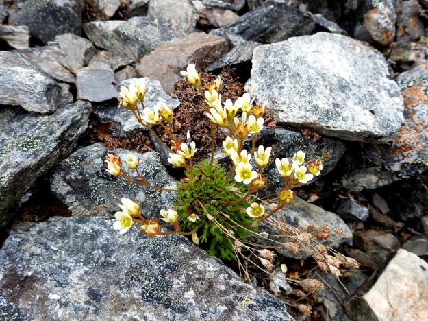 Saxifraga cespitosa - mätäsrikon varret voivat joskus olla kuvan tavoin myös enemmän tai vähemmän kohenevat. Laji menestyy myös muuten lähes kasvittomilla vierinkivikoilla. Se onnistuu ujuttamaan kasvin kokoon nähden pitkän juurakkonsa kivenraoista maaperään ja saa lisäravinnetta myös omista, maatuvista lehdistään. EnL, Enontekiö, Kilpisjärvi, Saanan jyrkkä, kivikkoinen koillisrinne pahtaseinämän alapuolella, Saanajärven luoteispään kohdalla, 745 m mpy, 6.7.2018. Copyright Hannu Kämäräinen.