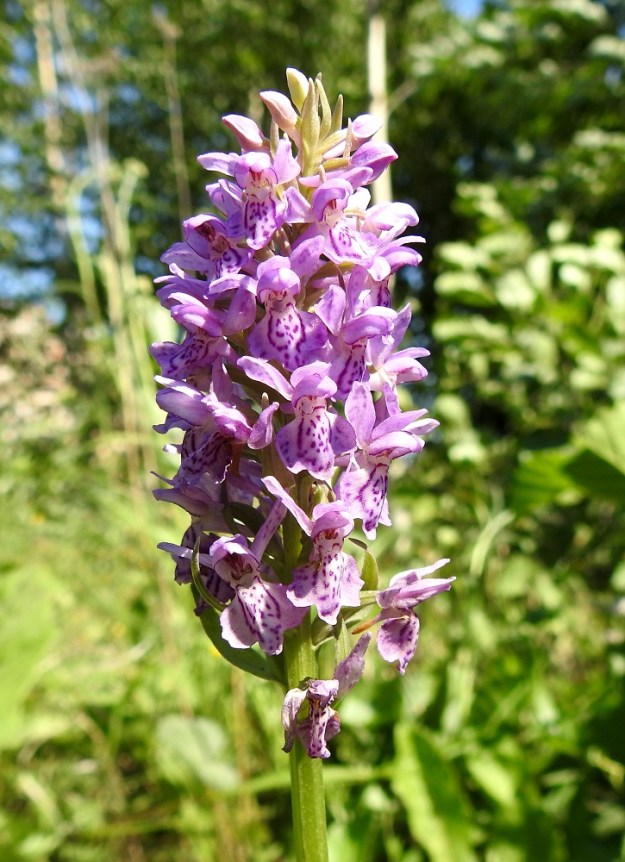 Dactylorhiza baltica - baltiankämmekän kukintotähkä on punainen tai sinipunainen, tiivis ja Baltiassa yleensä pitkä ja noin 40-80-kukkainen. Kotkassa kukinto on lyhyempi, noin 5-8 cm pitkä ja lähes tasalevyisesti noin 2,5-3 cm leveä. 27.6.2020. Copyright Hannu Kämäräinen.