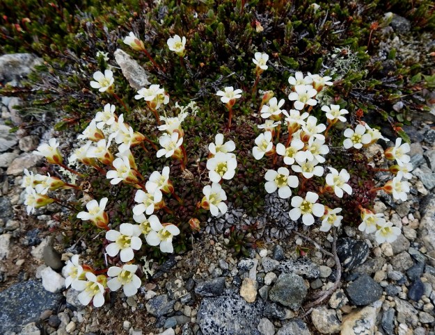 Diapensia lapponica - lapinuuvanan kukat ovat yksittäin lähellä verson kärkeä. Ne ovat pystyjä tai hieman sivulle kaartuvia. Taustalla toinen tunturipaljakan kasvi, tunturiliekovarpio, Cassiope tetragona. EnL, Enontekiö, Kilpisjärvi, Saana, luoteisrinne lähellä lounaista pahtaseinämää, 745 m mpy, 5.7.2018. Copyright Hannu Kämäräinen.