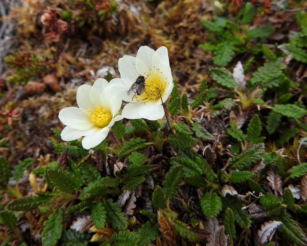 Dryas octopetala - tunturilapinvuokon kukat kiinnostavat ainakin tunturin kärpäsiä, jotka voivat samalla hoitaa pölytystä. EnL, Enontekiö, Kilpisjärvi, Saana, luoteisrinne lähellä lounaista pahtaseinämää, 745 m mpy, 5.7.2018. Copyright Hannu Kämäräinen.