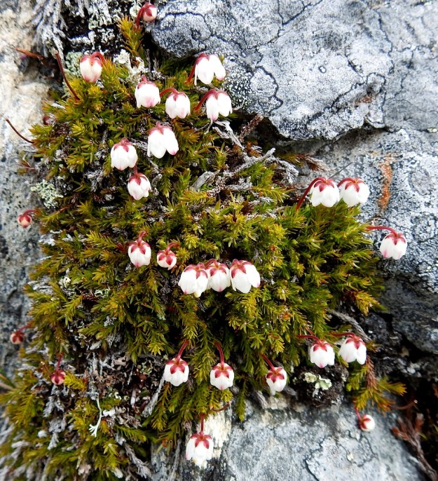 Harrimanella hypnoides (Cassiope hypnoides) - tunturisammalvarpion teriö on yhdislehtinen, kellomainen, ja valkoinen sekä tavallisesti noin 4-5 mm pitkä ja lähes yhtä leveä. Teriössä on 5 pyöreähköä, noin 1-3 mm pitkää kärkiliuskaa. EnL, Enontekiö, Kilpisjärvi, Saana, luoteisrinteen kivikko lähellä lounaista pahtaseinämää, 745 m mpy, 5.7.2018. Copyright Hannu Kämäräinen.
