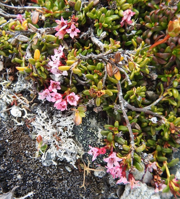 Kalmia procumbens (Loiseleuria procumbens) - sielikön varret ja haarat ovat harmaat tai ruskehtavat. Niiden päissä ovat lyhyehköt, runsaslehtiset vuosiversot. Kamppailu elintilasta on tuntureillakin kovaa. Sielikön patjamaisesta tiheydestä huolimatta lapinuuvana, Diapensia lapponica, onnistuu nostamaan kukkansa esiin sen keskeltä. EnL, Enontekiö, Kilpisjärvi, Saana, luoteisrinne lähellä lounaista pahtaseinämää, 745 m mpy, 5.7.2018. Copyright Hannu Kämäräinen.