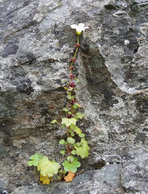 Saxifraga cernua - nuokkurikko ei kukkivana vastaa mitenkään nimeään, sillä varren lisäksi myös kukka avauduttuaan kääntyy pystyasentoon. EnL, Enontekiö, Kilpisjärvi, Iso-Mallan eteläinen alarinne, Kitsijoen Kitsiputouksen seinämärinne, 655 m mpy, 9.7.2018. Copyright Hannu Kämäräinen.