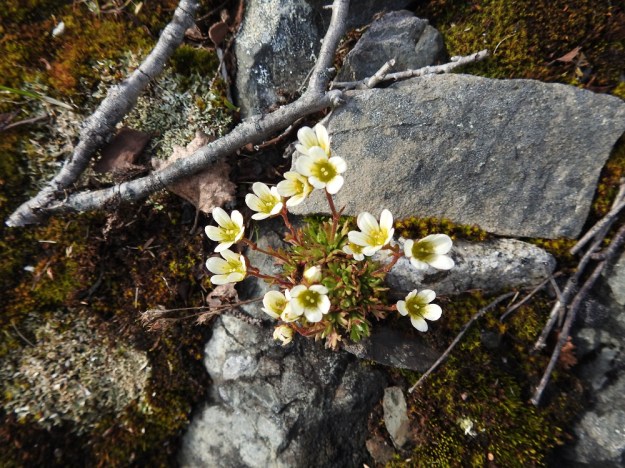 Saxifraga cespitosa - mätäsrikko on tyypillinen kivikkokasvi. Se on erikoistunut kasvamaan kalkkipitoisten kallioiden ja kivien raoissa omassa, pienialaisessa yksityisyydessään. EnL, Enontekiö, Kilpisjärvi, Saanan jyrkkä lounaisrinne, ensimmäisen, matalan pahtaseinämän yläpuolinen kalliojuotti retkeilykeskuksen kohdalla, luonnonsuojelualue, 630 m mpy, 5.7.2018. Copyright Hannu Kämäräinen.