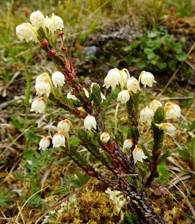 Cassiope tetragona - (tunturi)liekovarpio on pysty tai koheneva ja jäykkä sekä haarova. Versoilla on korkeutta tavallisesti noin 10-30 cm. Kukat ovat haarojen kärkiosassa, lehtihangoissa. Usein niitä on haarassa kaksi, mutta joissakin yksilöissä kukinta on runsaampaa ja kukkia voi olla kuusikin haaraa kohti. EnL, Enontekiö, Kilpisjärvi, Saanan jyrkkä koillisrinne lähellä pahtaseinämän tyveä, Saanajärven luoteispään tasalla, 800 m mpy, 6.7.2018. Copyright Hannu Kämäräinen.