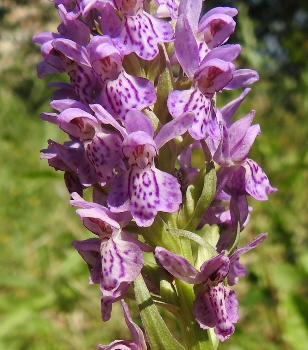 Dactylorhiza baltica - baltiankämmekän kukan tukilehti on suikeahko tai kapean kolmiomainen, pitkäsuippuinen ja noin 10-25 mm pitkä. Tähkän alaosassa tukilehdet ovat kukkia pitemmät. 27.6.2020. Copyright Hannu Kämäräinen.