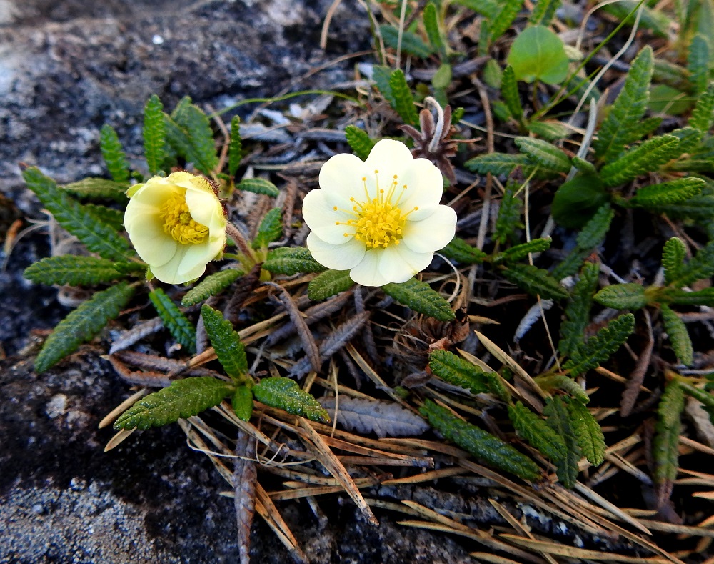 Dryas octopetala - tunturilapinvuokolla on kukassaan yleensä kahdeksan terälehteä. Malliltaan ne ovat kuvan tavoin pyöreähköt tai seuraavan kuvan mukaisesti soikeat. Ks, Kuusamo, Oulankajoki, Kiutaköngäs, eteläpuolen rantakallio, YKJ 14.6.2019. Copyright Hannu Kämäräinen.