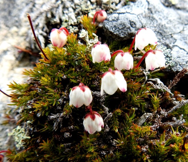 Harrimanella hypnoides (Cassiope hypnoides) - tunturisammalvarpion muuten valkoisessa teriössä on aika usein punertavia laikkuja erityisesti kärkiliuskoissa mutta toisinaan vähän laajemminkin. EnL, Enontekiö, Kilpisjärvi, Saana, luoteisrinteen kivikko lähellä lounaista pahtaseinämää, 745 m mpy, 5.7.2018. Copyright Hannu Kämäräinen.