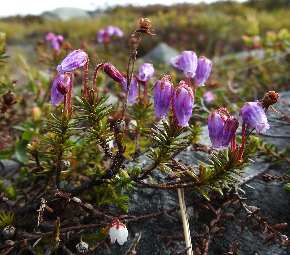 Phyllodoce caerulea - tunturikurjenkanervan kukkaperä on tummanpunainen tai punaruskea ja tiheästi nystykarvainen. Pituutta sillä on tavallisesti 10-25 mm. Edellisen kasvukauden viisiliuskaisesti avautuneet, kuivuneet kodat ja verholehdet pysyvät varsissa sitkeästi. Etualalla myös tunturisammalvarpio, Harrimanella hypnoides. EnL, Enontekiö, Kilpisjärvi, Saana, luoteisrinne lähellä lounaista pahtaseinämää, 720 m mpy, 5.7.2018. Copyright Hannu Kämäräinen.